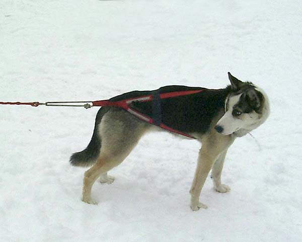 Lizaveta of Seppala, a Markovo Seppala lead dog