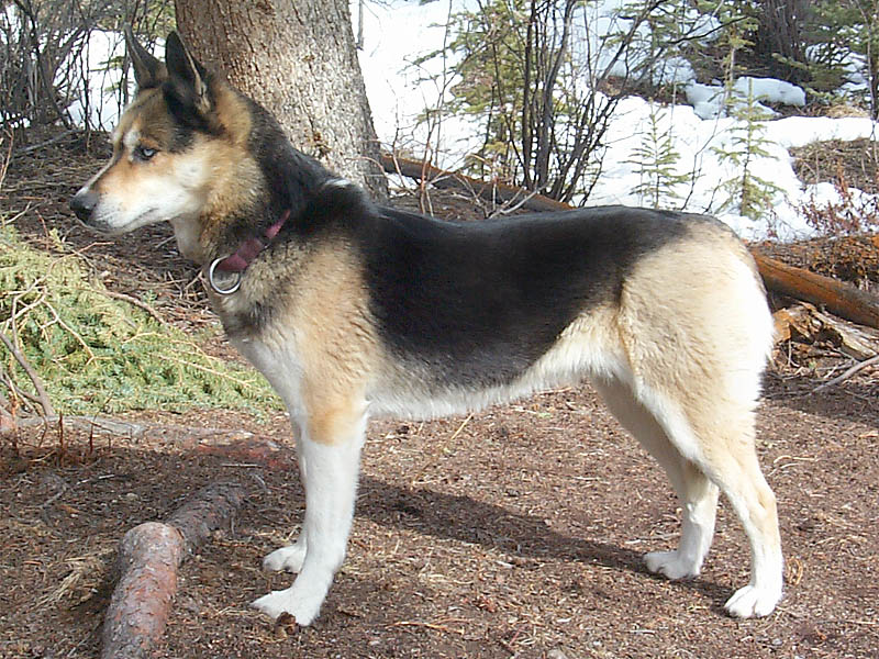Tonya of Seppala, Seppala Kennels' greatest lead dog