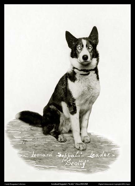 Scotty, Leonhard 
         Seppala's first great lead dog