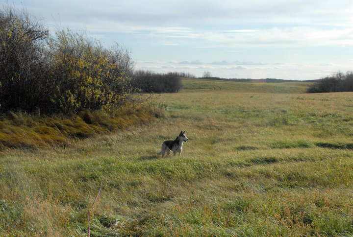 Lizaveta of Seppala walks in Manitoba hayfield 17 October 2010