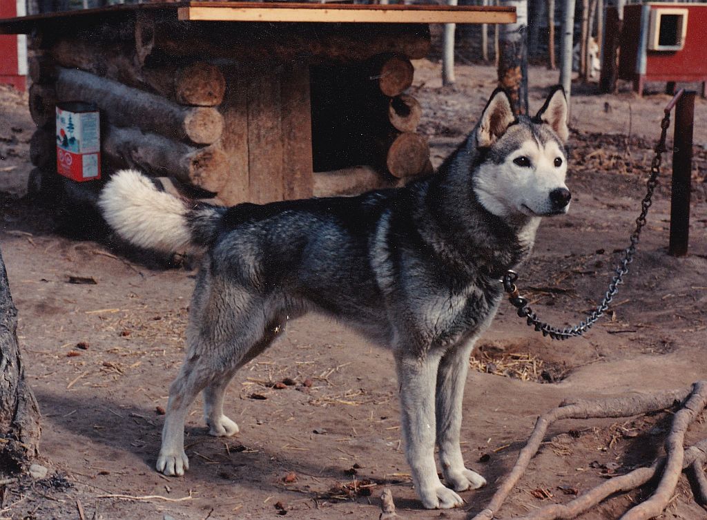 Shakal iz Solovyev, Seppala Kennels' Siberia import dog