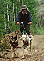Tonya and Sepalleo, two Seppala Siberian Sleddog leaders, demonstrate their docility and manageability in bicycle training with their owner.