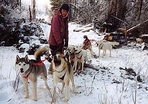 Getting firewood by dog team at Seppala Kennels in Canada's Yukon Territory