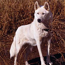 Lyl of Sepsequel was a Markovo Kennels Second Foundation Seppala Siberian sled dog used in the rescue of the Leonhard Seppala strain from impending extinction in the 1970s.