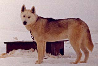 Nutok of Markovo, winter 1974, his dog house half buried by a Saskatchewan blizzard.