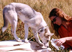 Seppala puppy Xaire of Markovo with owner Betsy Bush in 1973.