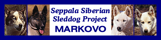 The potential of the Markovo Kennels N-litter was only partially realised in post-Markovo breeding. Were it not for the Markovo rescue effort and the Seppala Siberian Sleddog Project in Canada's Yukon Territory, the Leonhard Seppala Siberian sled dog strain would not survive today.