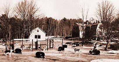 Cold River Kennels in North Sandwich NH